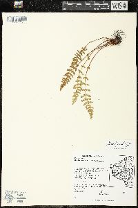 Woodsia ilvensis image