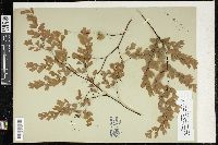 Adiantum aethiopicum image