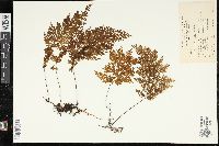 Hymenophyllum demissum image