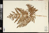 Pteridium aquilinum subsp. aquilinum image