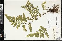 Adiantum henslovianum image