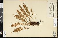 Dryopteris fragrans image