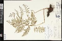 Dryopteris rossii image