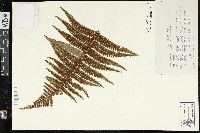 Dryopteris wallichiana image