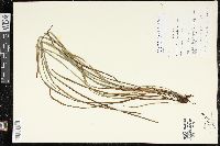 Haplopteris elongata image