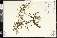 Ceratopteris pteridoides image