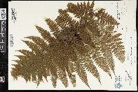 Dryopteris hawaiiensis image