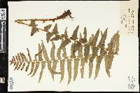 Dryopteris tokyoensis image