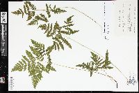 Image of Gymnocarpium x brittonianum