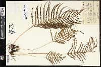 Pelazoneuron augescens image