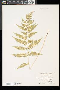 Athyrium asplenioides image