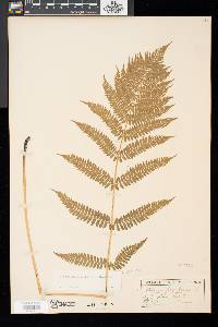 Athyrium asplenioides image