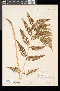 Athyrium asplenioides image