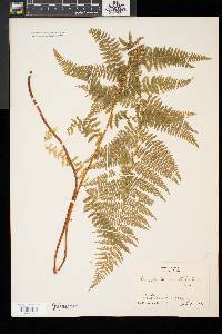 Dennstaedtia punctilobula image