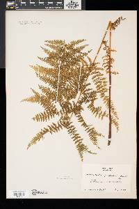 Dennstaedtia punctilobula image