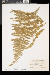 Dennstaedtia punctilobula image