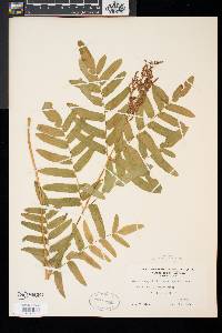 Osmunda regalis image