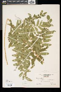 Osmunda regalis image