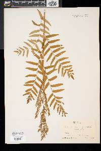 Osmunda regalis image