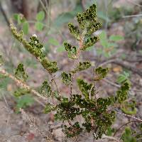 Selaginella pallescens image