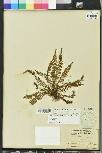 Asplenium heterochroum image