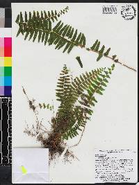 Nephrolepis cordifolia image