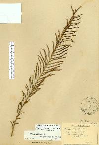 Pteris bahamensis image