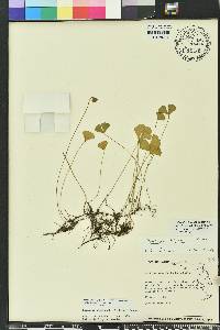 Marsilea hirsuta image