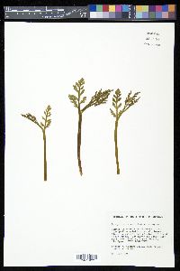 Image of Botrychium acuminatum