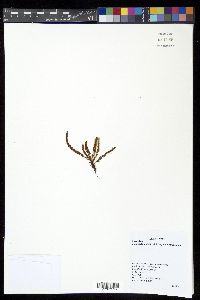 Image of Moranopteris plicata