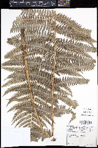 Dryopteris filix-mas image