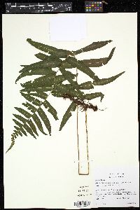 Image of Pecluma longepinnulata