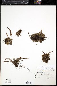 Image of Notogrammitis angustifolia
