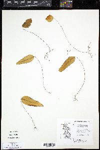 Image of Hymenophyllum cruentum