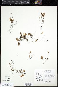 Image of Hymenophyllum darwinii